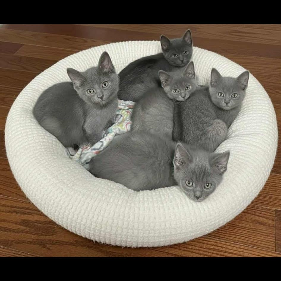 Enlarge Hope, a Adoptable mixed breed in Livonia, MI image 5/6