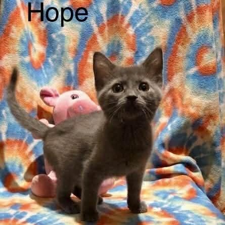Enlarge Hope, a Adoptable mixed breed in Livonia, MI image 2/6