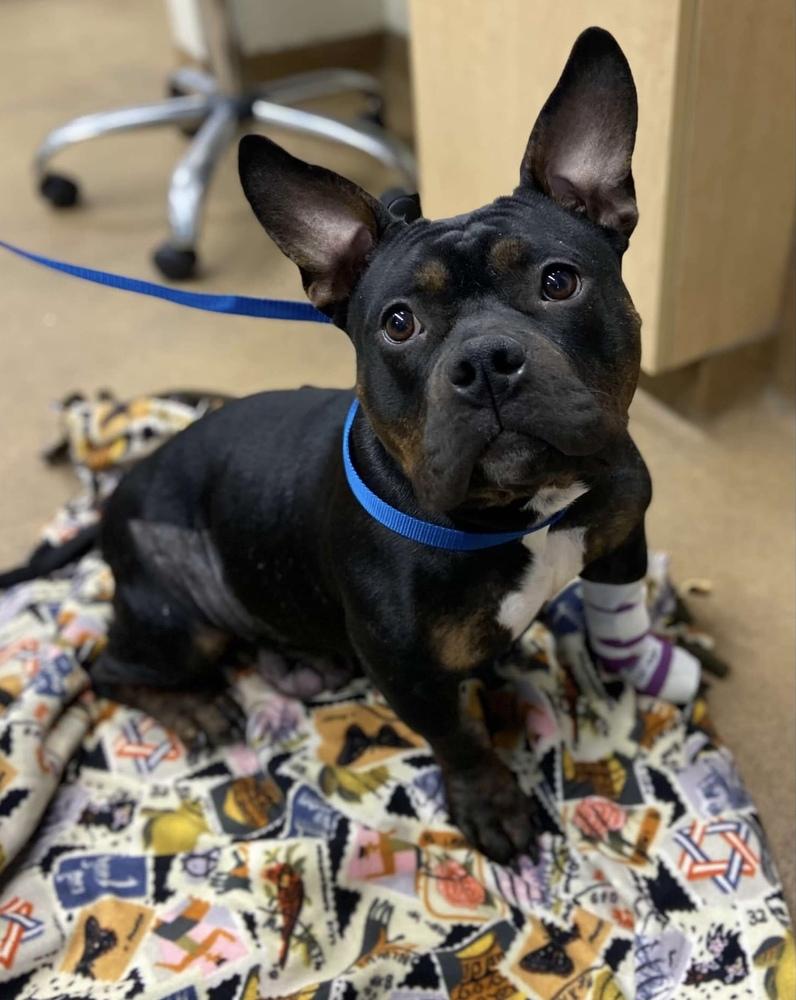 Minnie, Adopted, Adult Female American Bully.