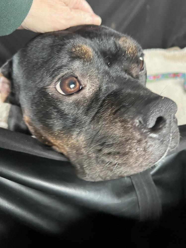 Minnie, a Adopted mixed breed in Clinton Township, MI image 2/3