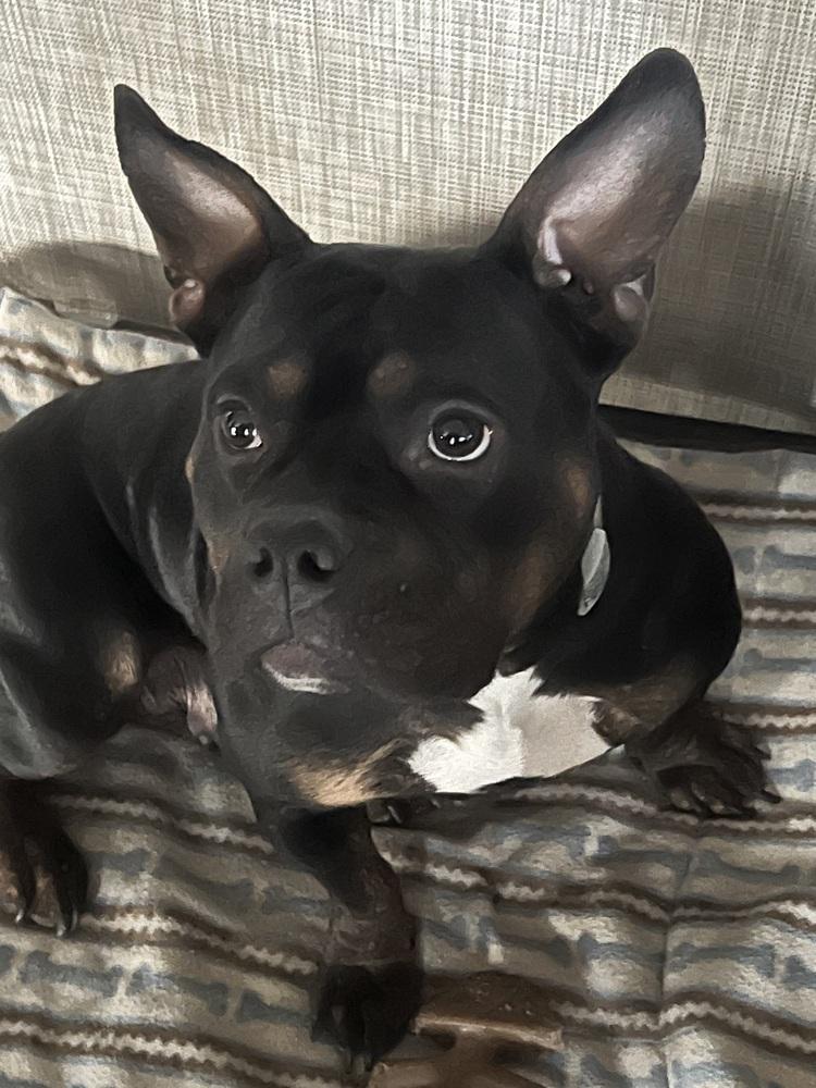 Minnie, a Adopted mixed breed in Clinton Township, MI image 3/3