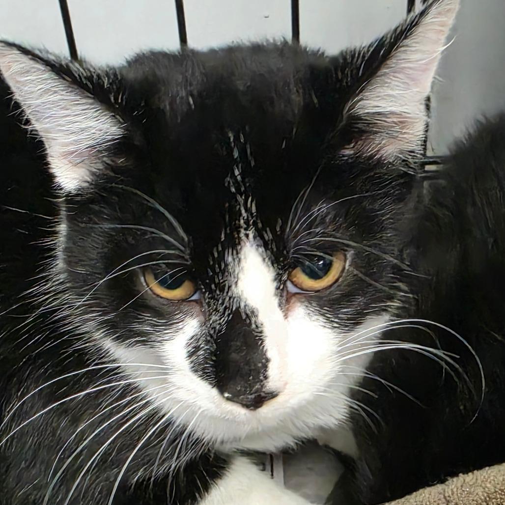 Enlarge Daria, a Adoptable Domestic Short Hair in Duncan, OK image 1/1