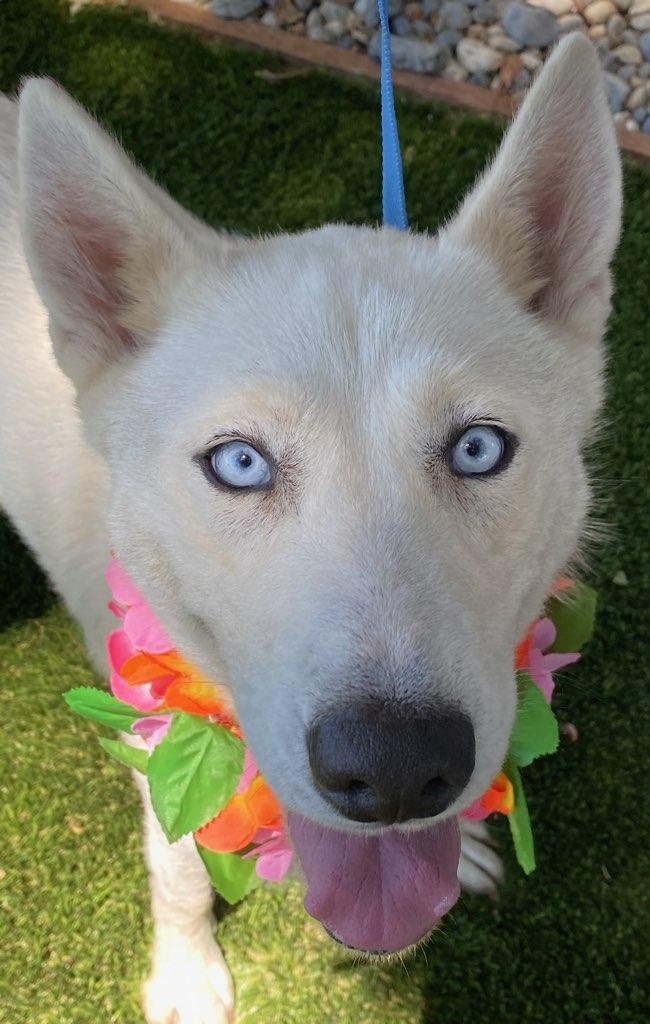 Enlarge Astrid, a ADOPTABLE mixed breed in Colusa, CA image 4/6