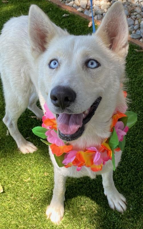 Astrid, ADOPTABLE, Adult Female Husky.