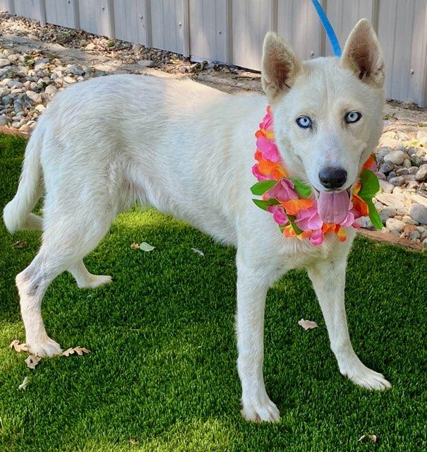 Enlarge Astrid, a ADOPTABLE mixed breed in Colusa, CA image 6/6
