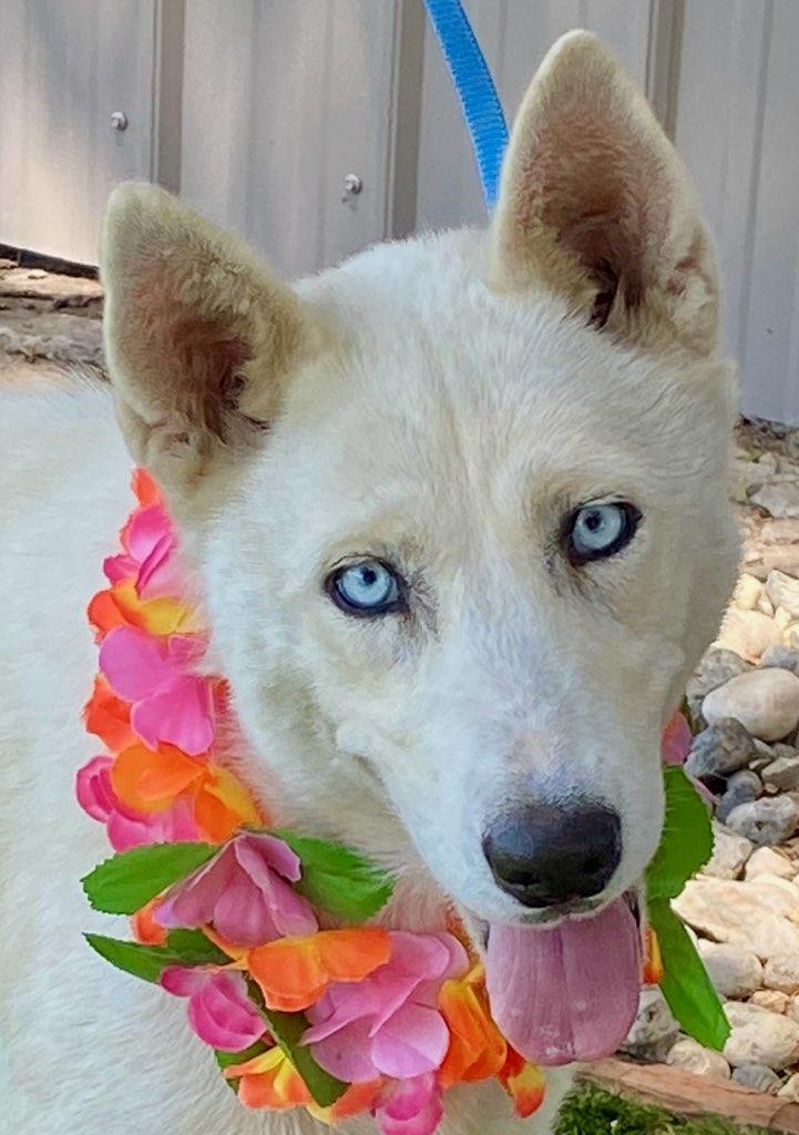 Enlarge Astrid, a ADOPTABLE mixed breed in Colusa, CA image 5/6
