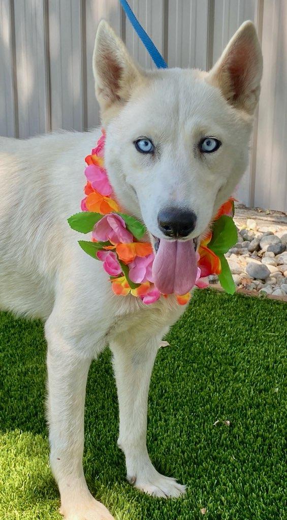 Enlarge Astrid, a ADOPTABLE mixed breed in Colusa, CA image 3/6