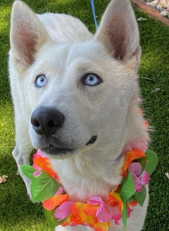 Enlarge Astrid, a ADOPTABLE mixed breed in Colusa, CA image 2/6