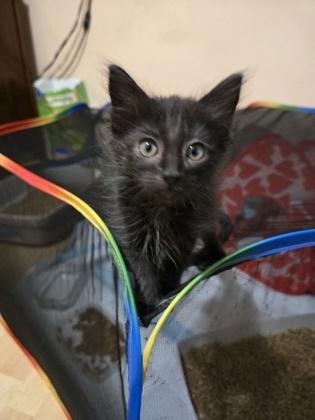 Maeve, a Adoptable mixed breed in Lawrenceville, GA image 1/3