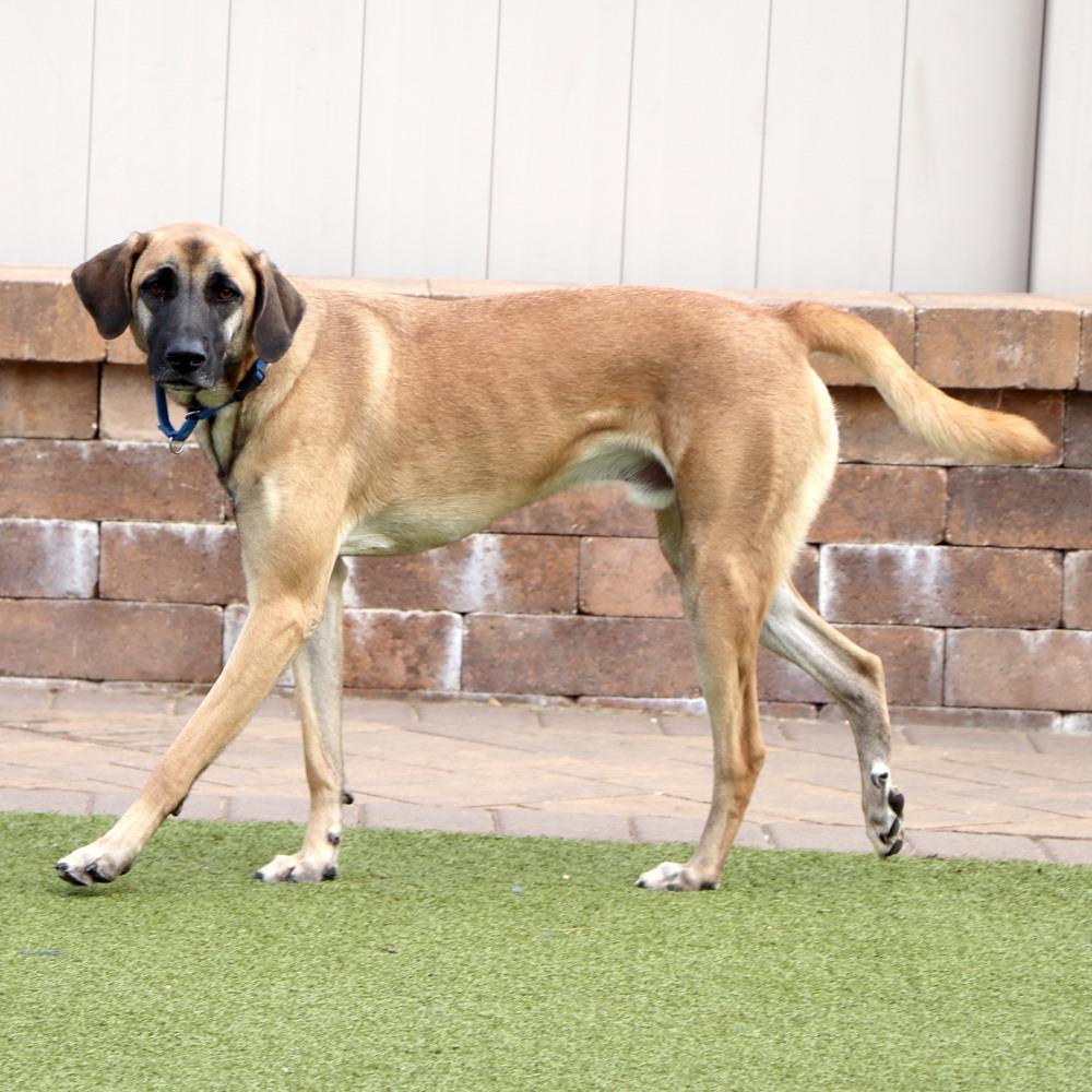 Enlarge IR1480 Jack, a Adoptable Mixed Breed in Port Washington, NY image 1/5
