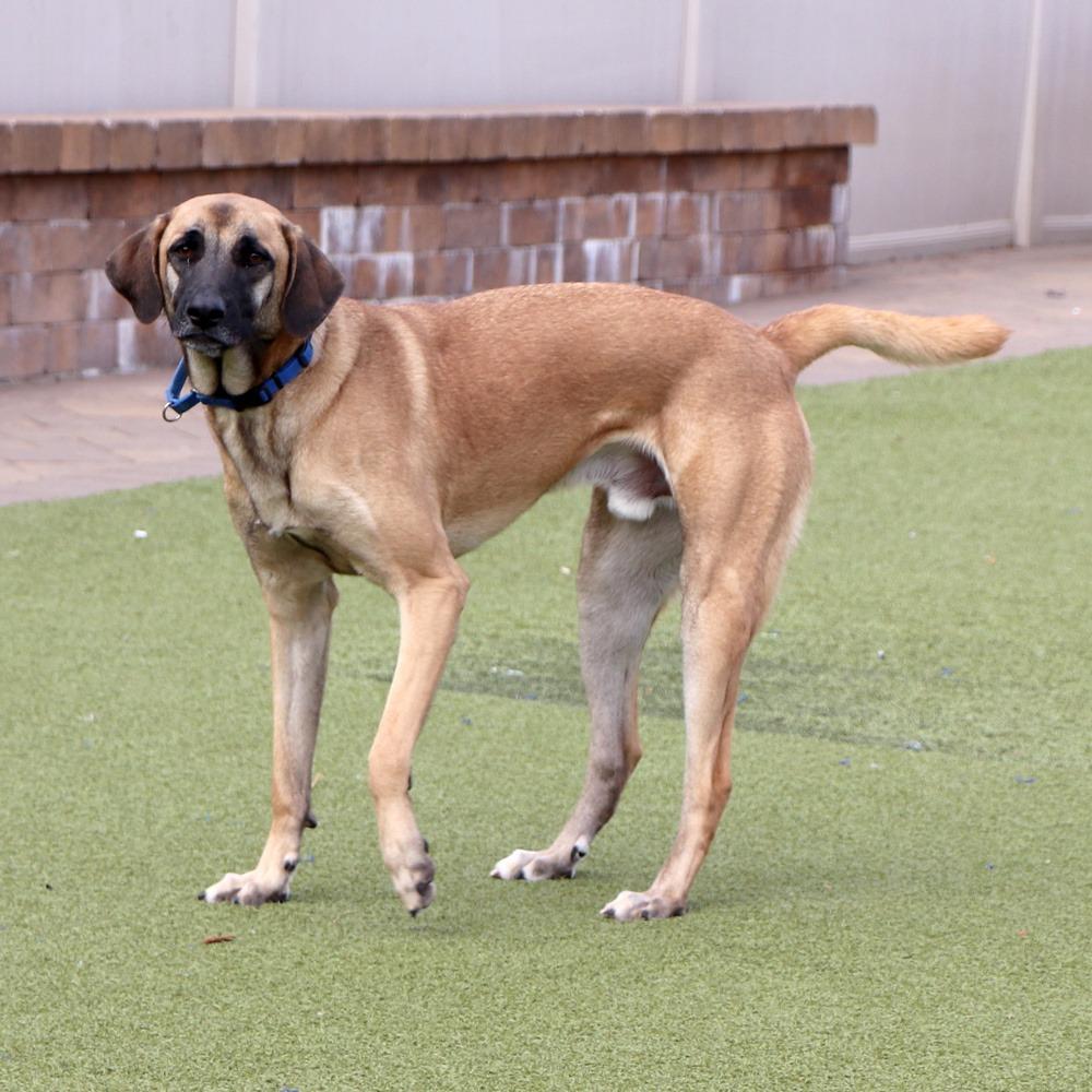 Enlarge IR1480 Jack, a Adoptable Mixed Breed in Port Washington, NY image 2/5