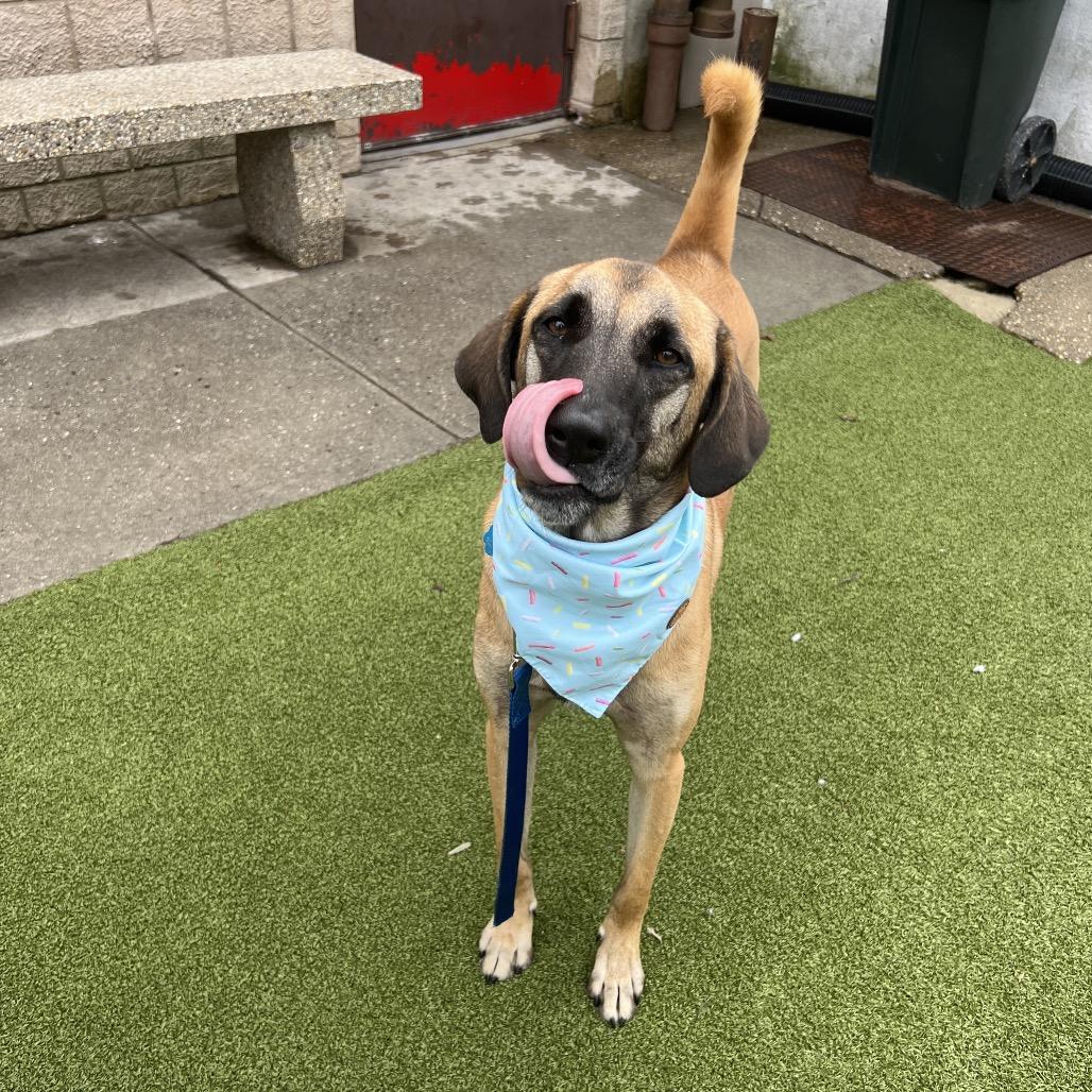 Enlarge IR1480 Jack, a Adoptable Mixed Breed in Port Washington, NY image 3/5