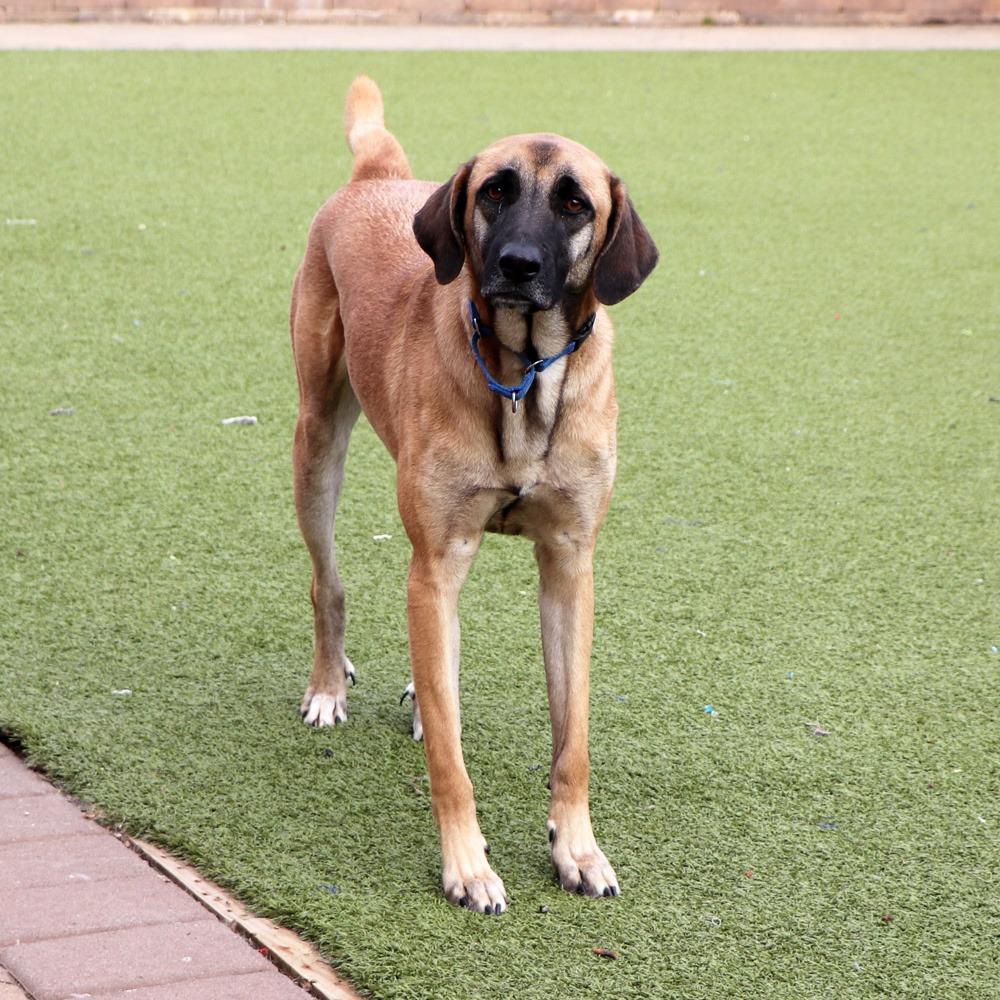 Enlarge IR1480 Jack, a Adoptable Mixed Breed in Port Washington, NY image 4/5