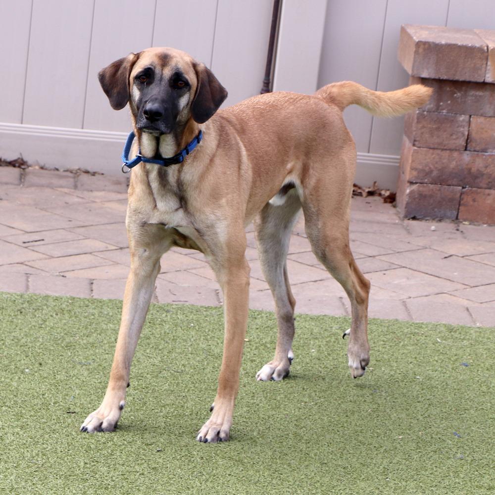 Enlarge IR1480 Jack, a Adoptable Mixed Breed in Port Washington, NY image 5/5