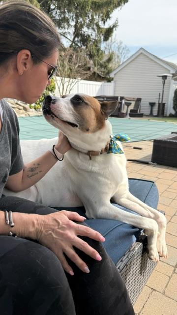 Enlarge Murphy, a Adoptable mixed breed in Long Beach, NY image 3/3