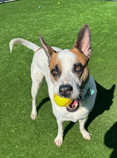 Enlarge Murphy, a Adoptable mixed breed in Long Beach, NY image 2/3