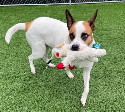 Murphy, Adoptable, Adult Male Hound.
