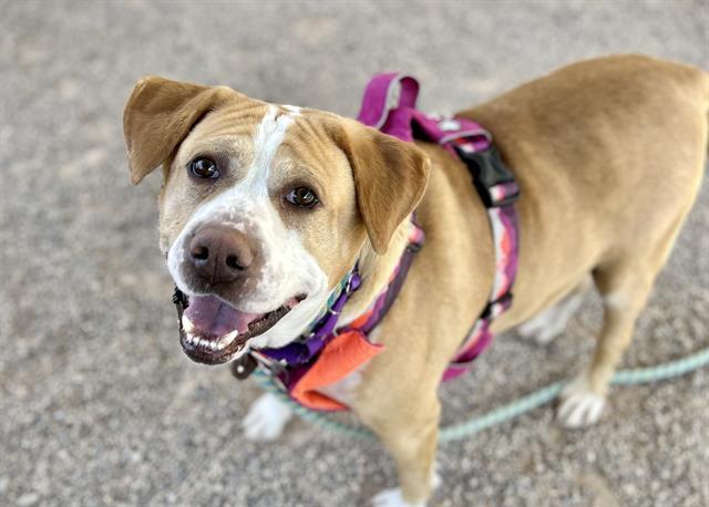 BUDD — thumbnail 2