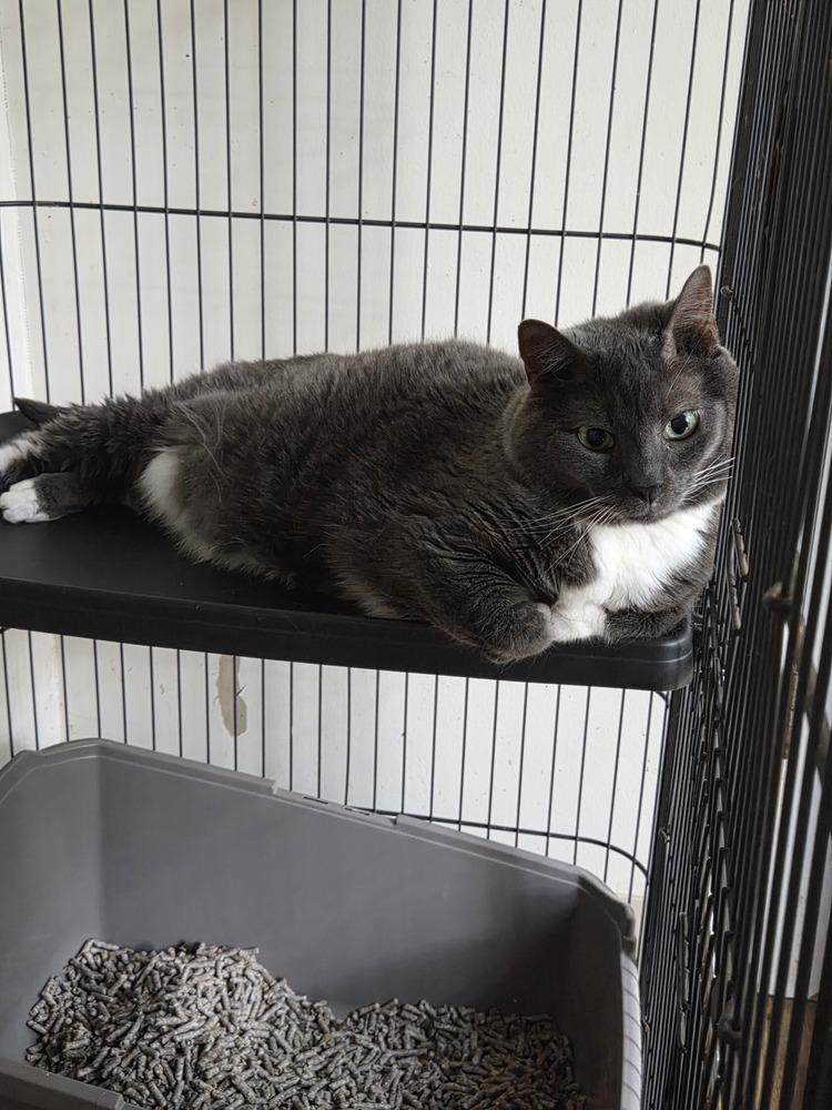 Charlie, Adoptable, Senior Female Domestic Short Hair.