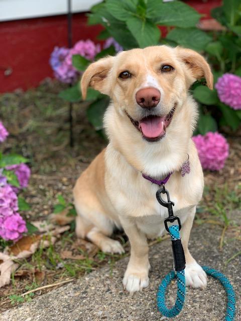 Scotti - Pending Adoption, Adoptable, Adult Female Corgi & Labrador Retriever.