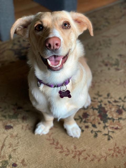 Scotti - Pending Adoption, a Adoptable mixed breed in Grand Rapids, MI image 2/4