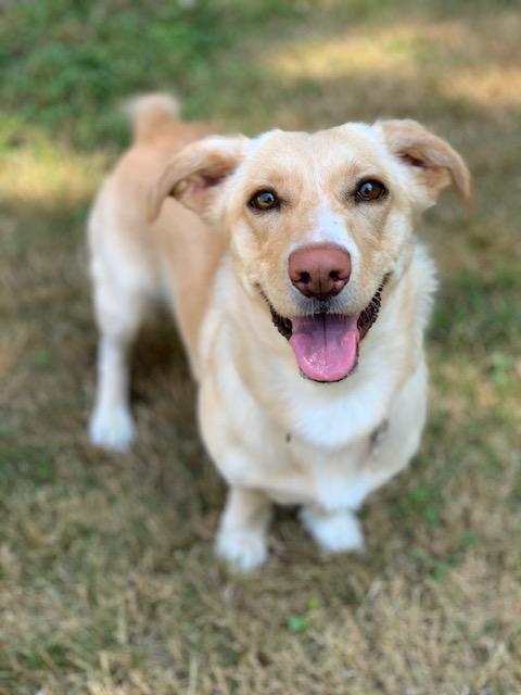Scotti - Pending Adoption, a Adoptable mixed breed in Grand Rapids, MI image 3/4