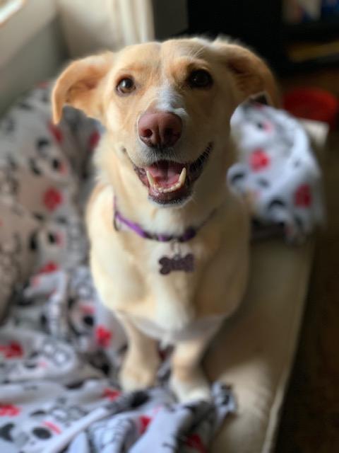 Scotti - Pending Adoption, a Adoptable mixed breed in Grand Rapids, MI image 4/4