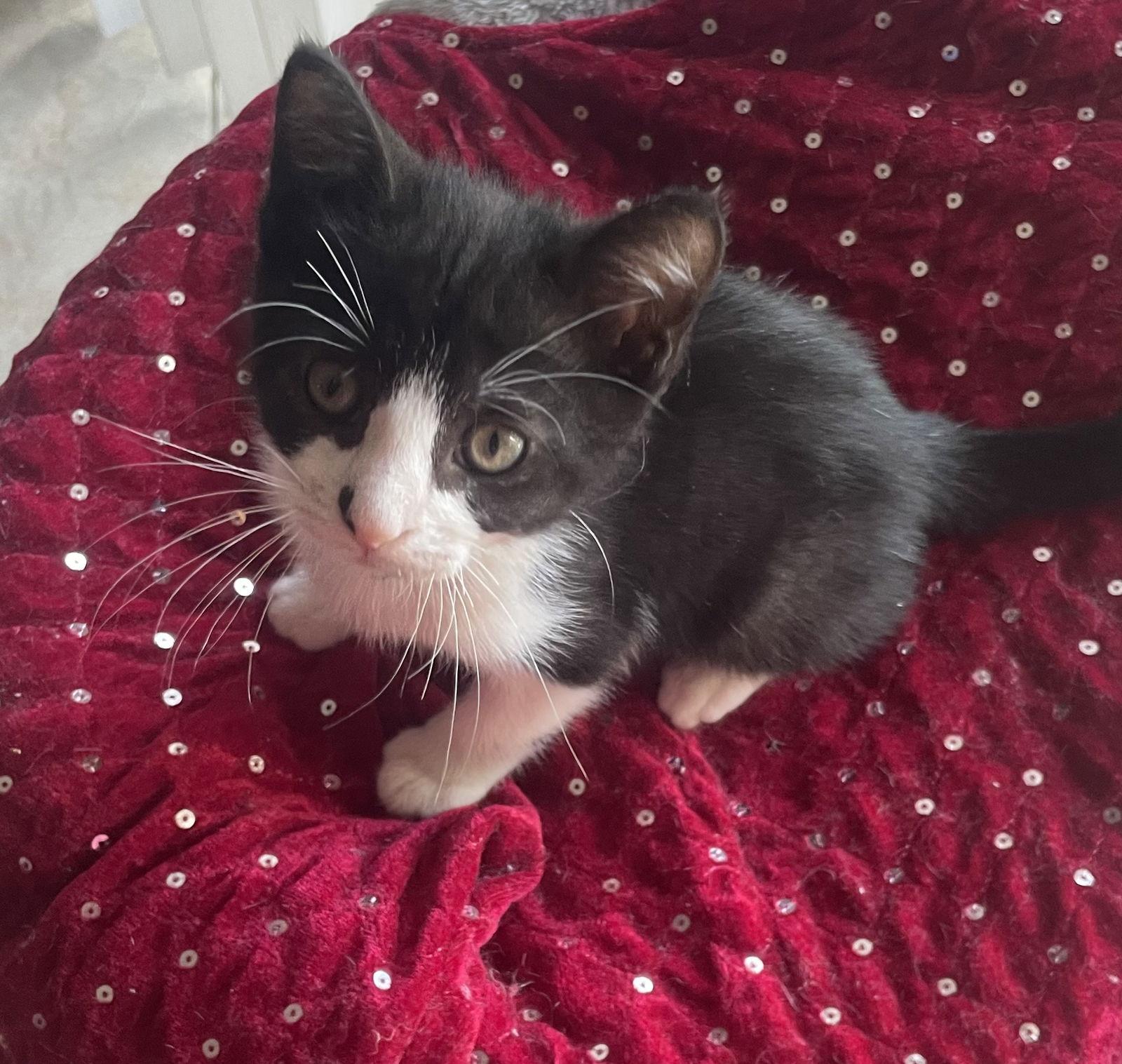 Sigi (2450) Adopted, Adopted, Kitten Male Domestic Short Hair.