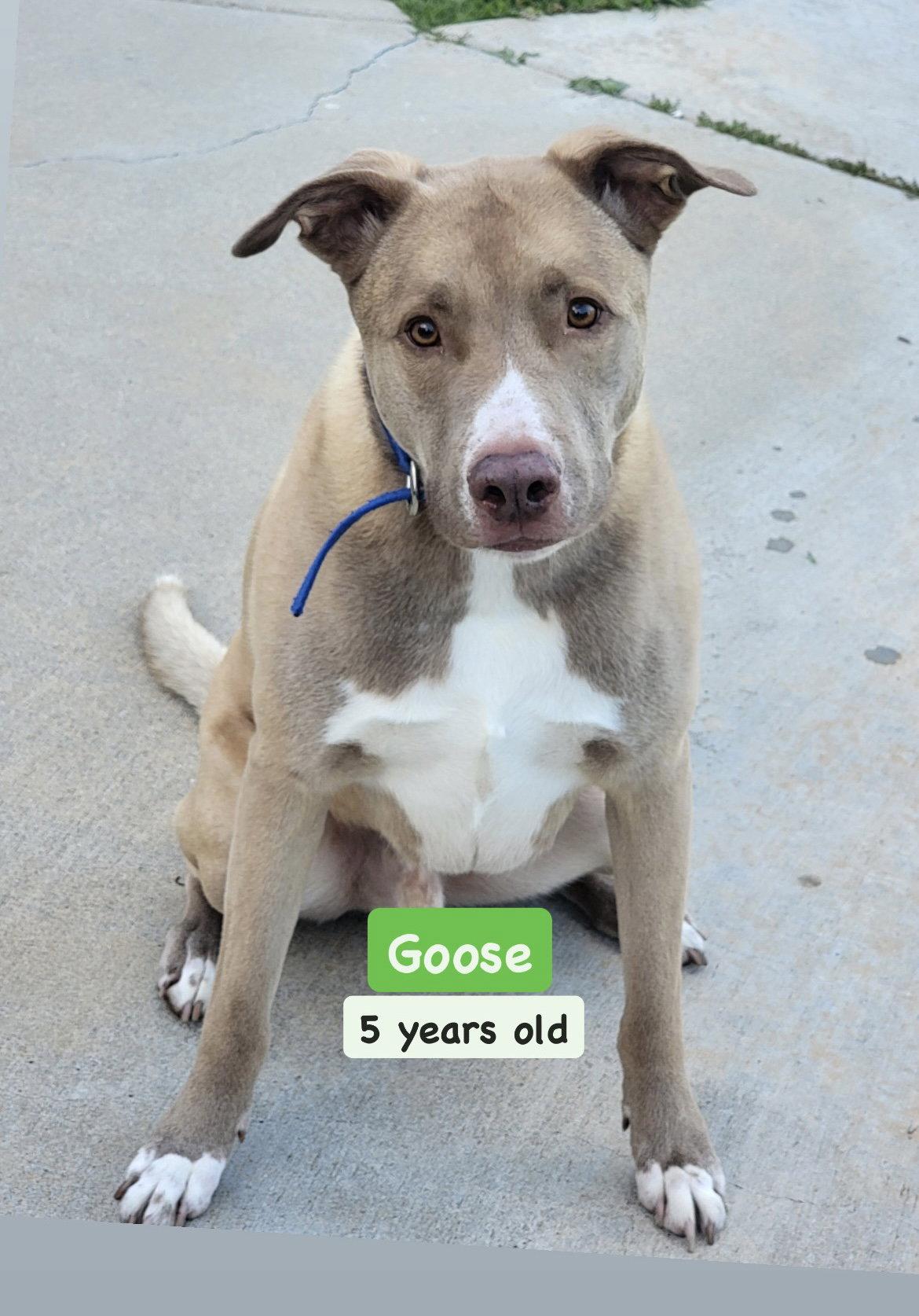 Goose, Adopted, Adult Male German Shepherd Dog & Pit Bull Terrier.