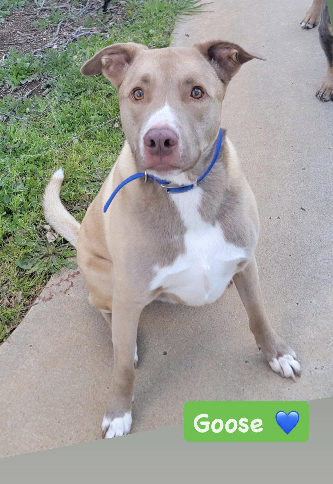 Enlarge Goose, a Adopted mixed breed in San Diego, CA image 3/3
