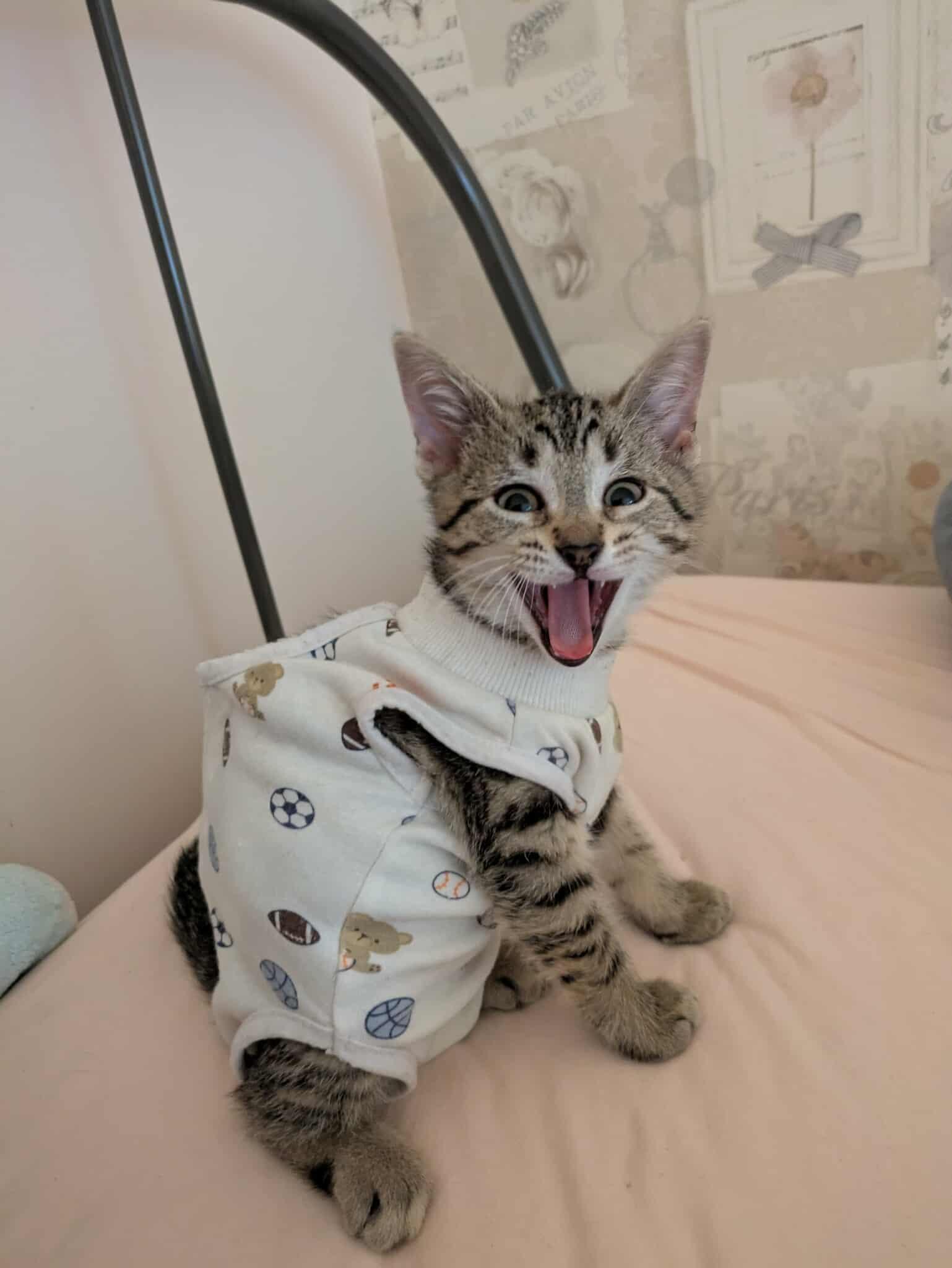 Gonzo, Baby Female Domestic Short Hair