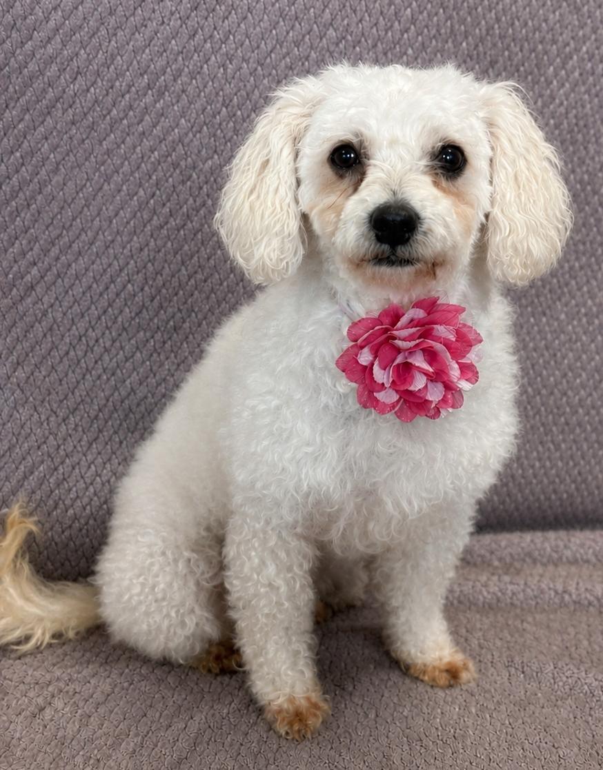 Enlarge Gigi, an adopted mixed breed in Lodi, CA image 3/5