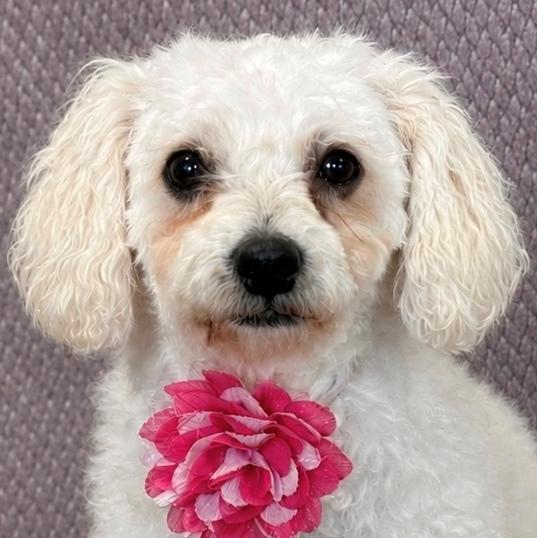 Gigi, adopted, Young Female Bichon Frise & Poodle.