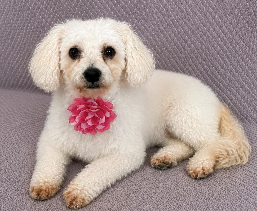 Enlarge Gigi, an adopted mixed breed in Lodi, CA image 4/5