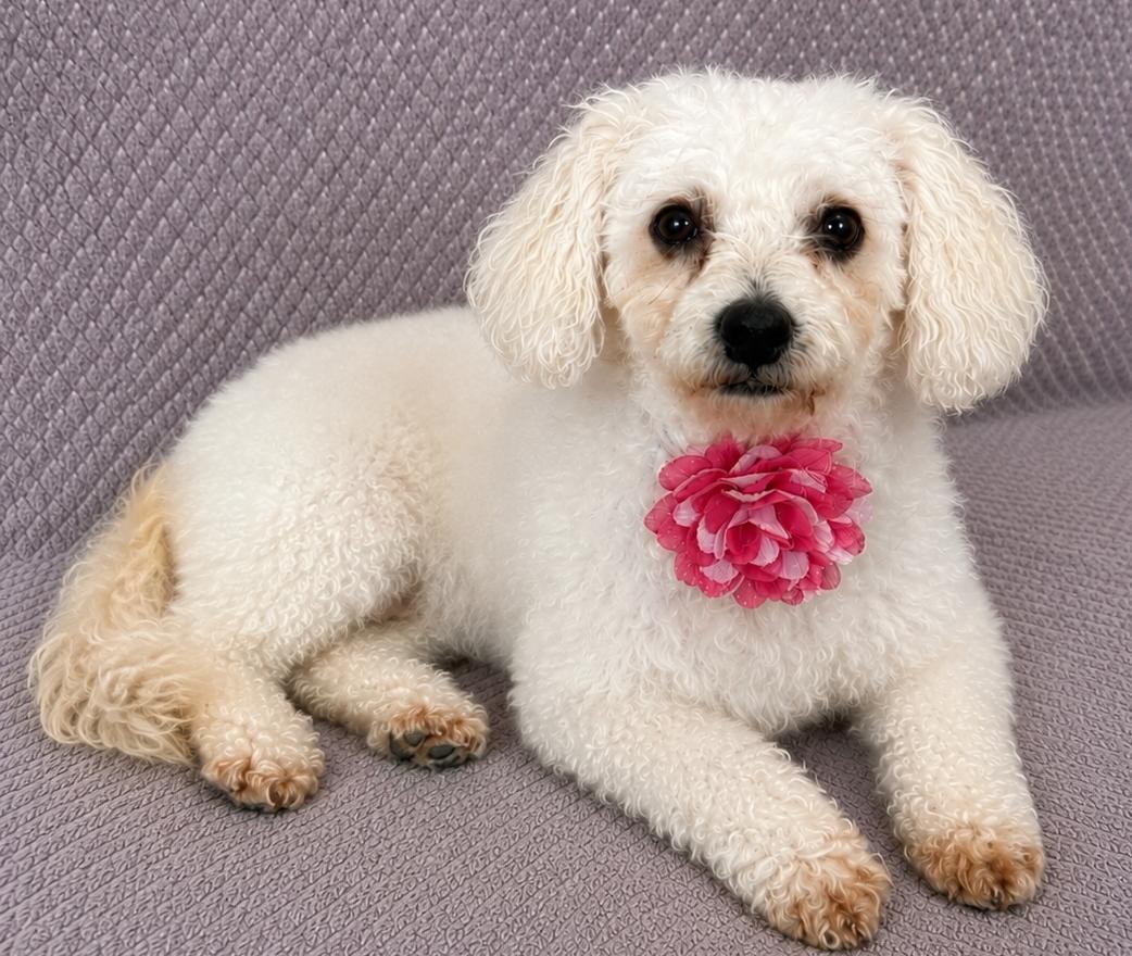 Enlarge Gigi, an adopted mixed breed in Lodi, CA image 2/5