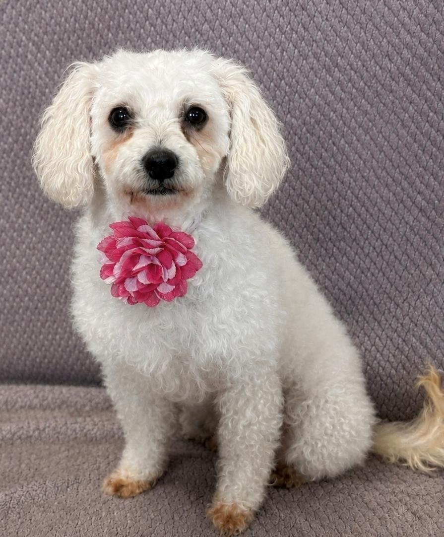 Enlarge Gigi, an adopted mixed breed in Lodi, CA image 5/5