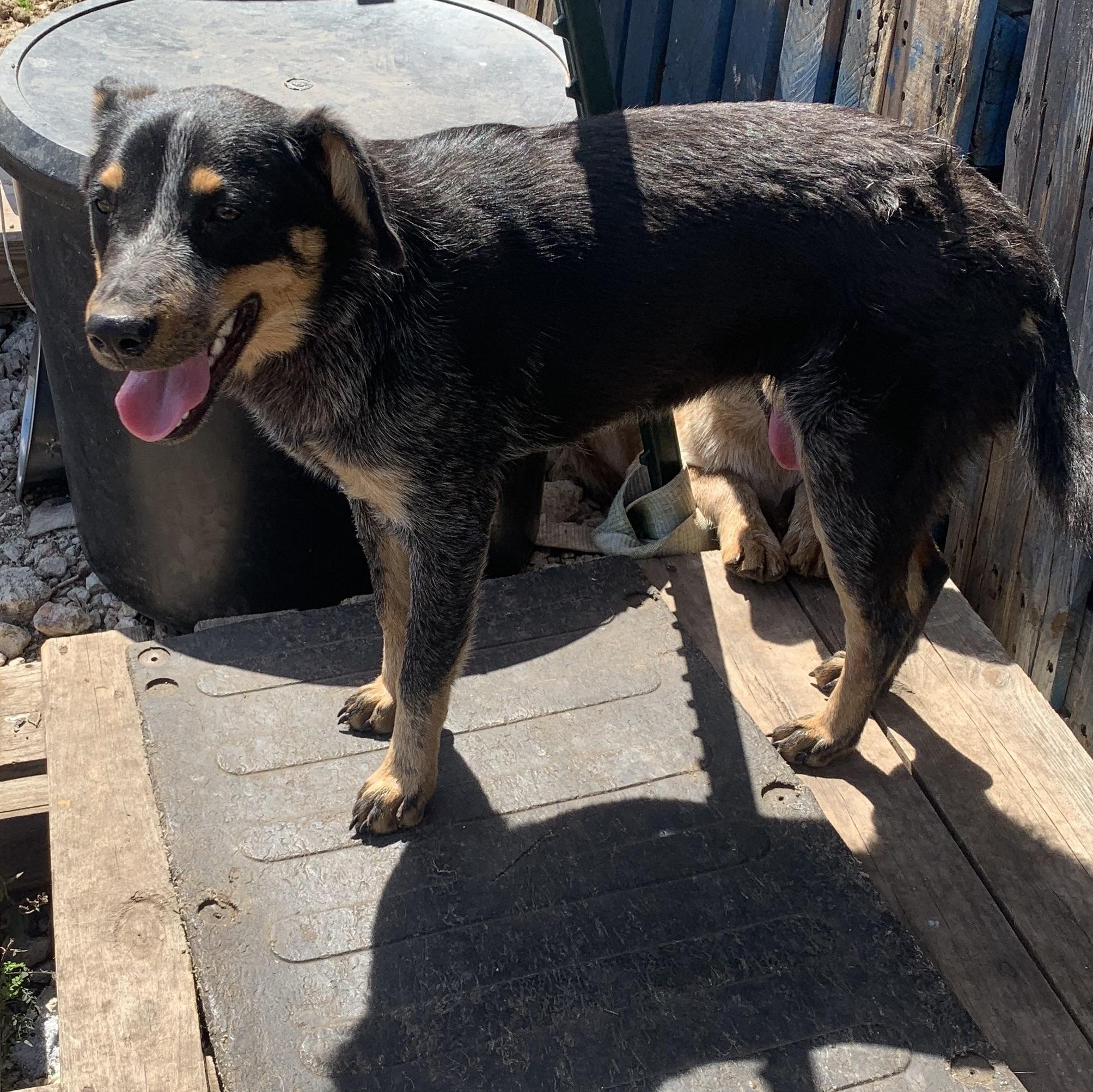 Shadow, a Adoptable Australian Cattle Dog / Blue Heeler in Beeville, TX image 1/2