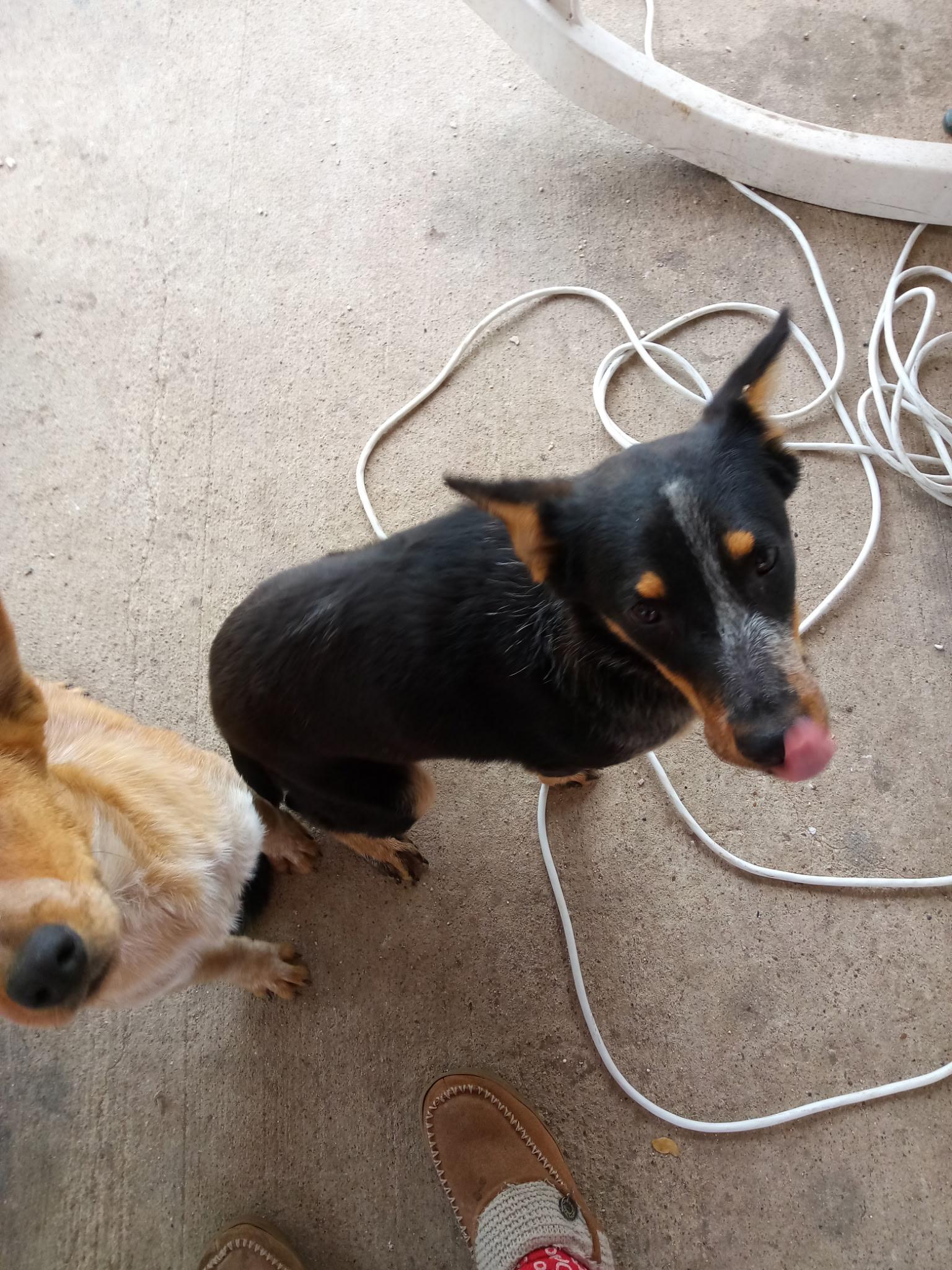 Shadow, a Adoptable Australian Cattle Dog / Blue Heeler in Beeville, TX image 2/5