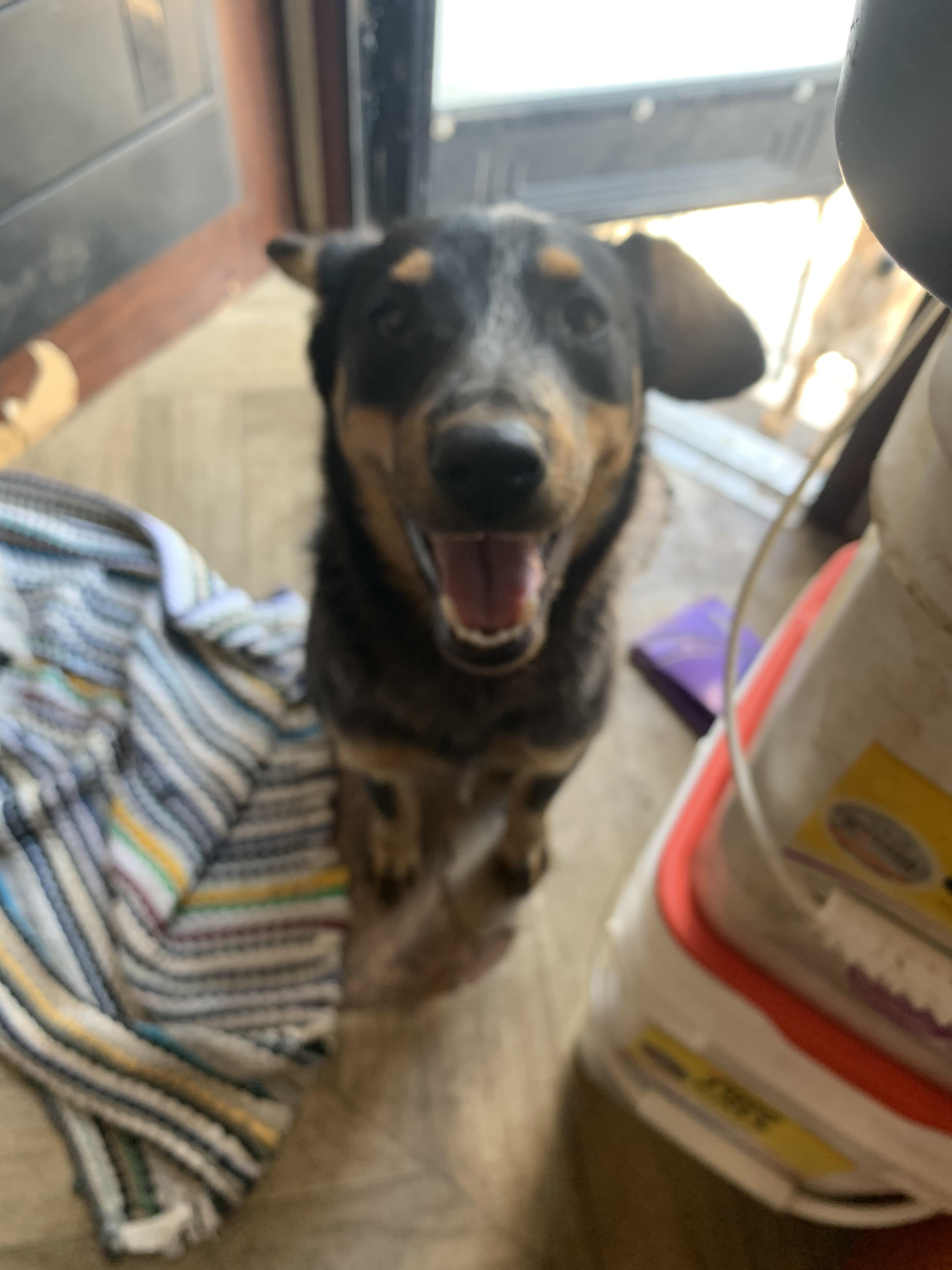 Shadow, a Adoptable Australian Cattle Dog / Blue Heeler in Beeville, TX image 3/5