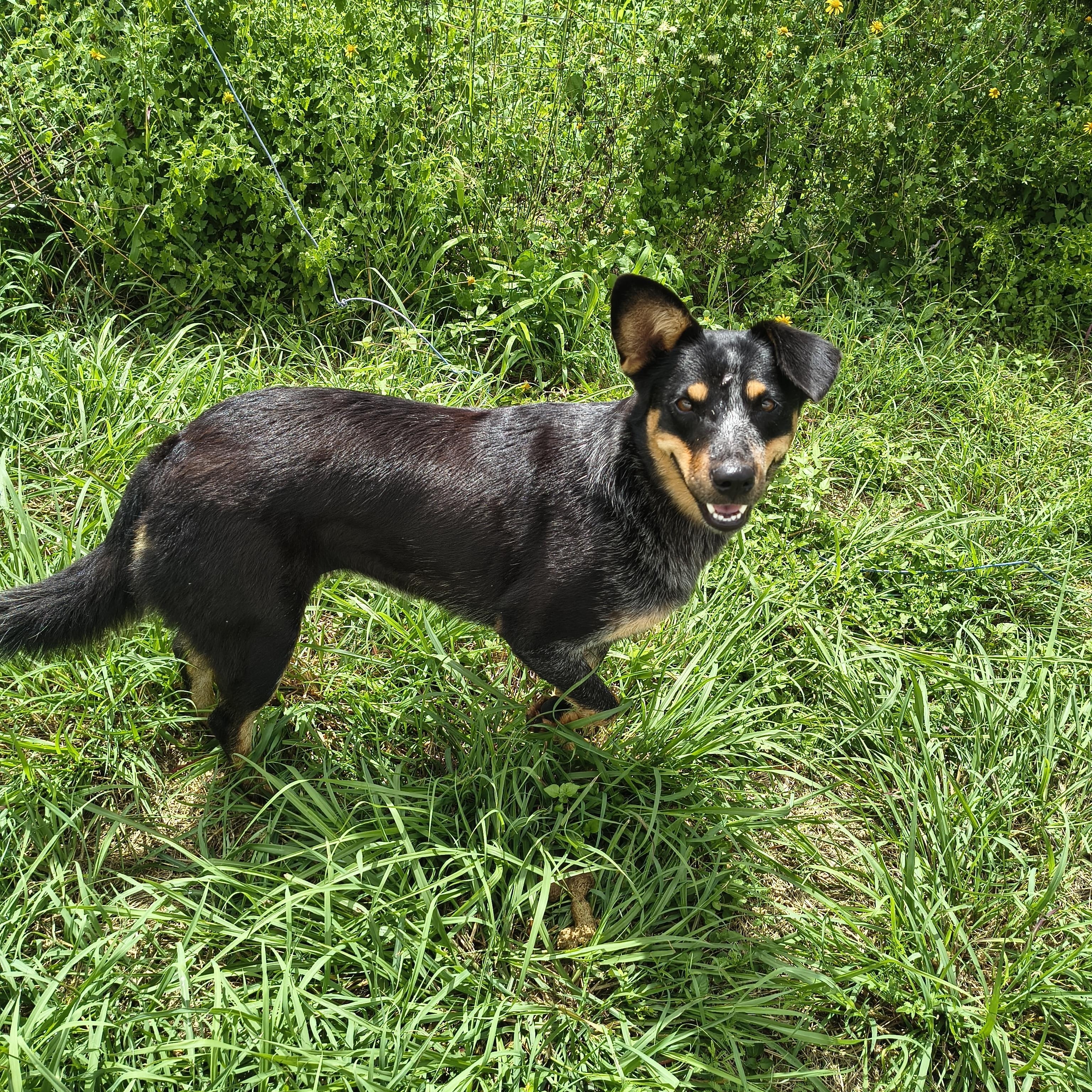 Shadow, a Adoptable Australian Cattle Dog / Blue Heeler in Beeville, TX image 2/2