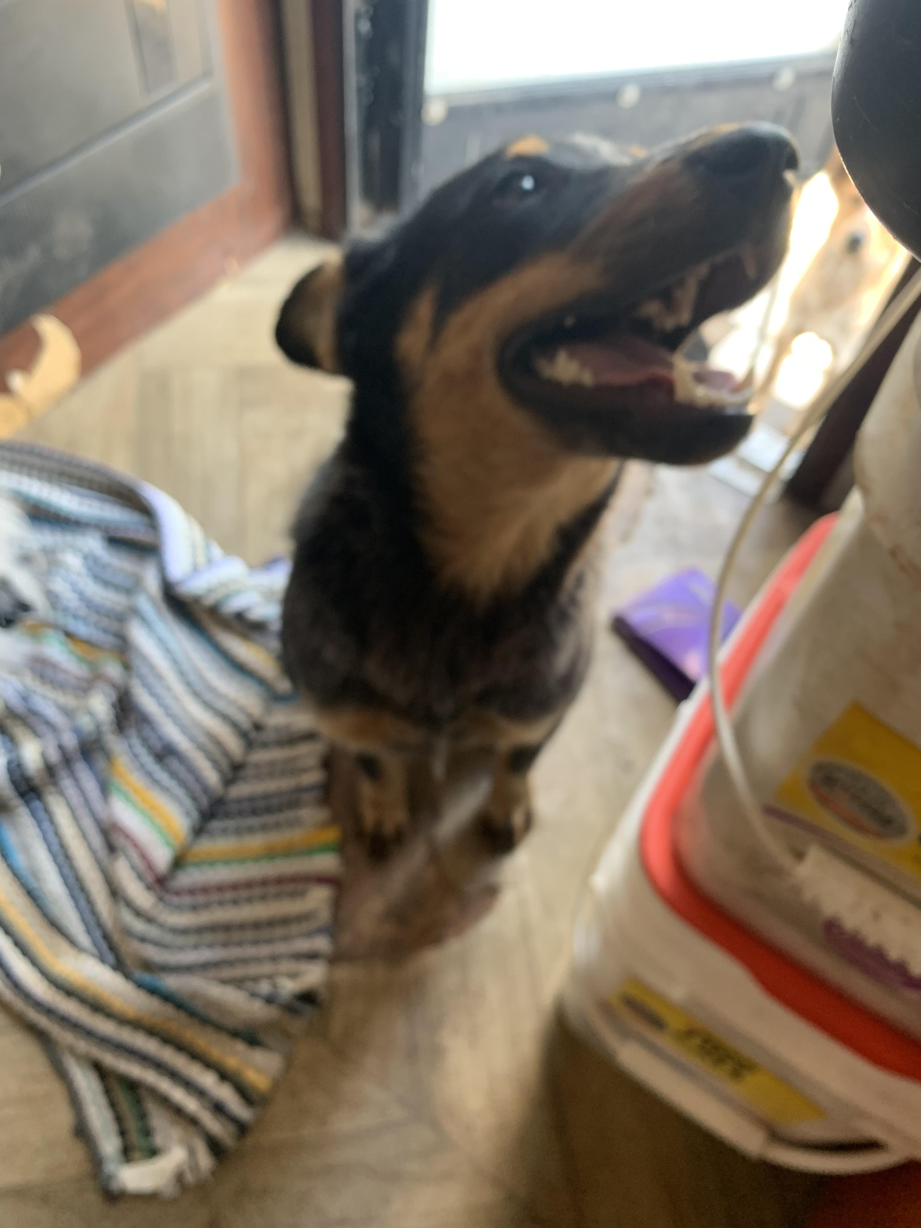 Shadow, a Adoptable Australian Cattle Dog / Blue Heeler in Beeville, TX image 4/5