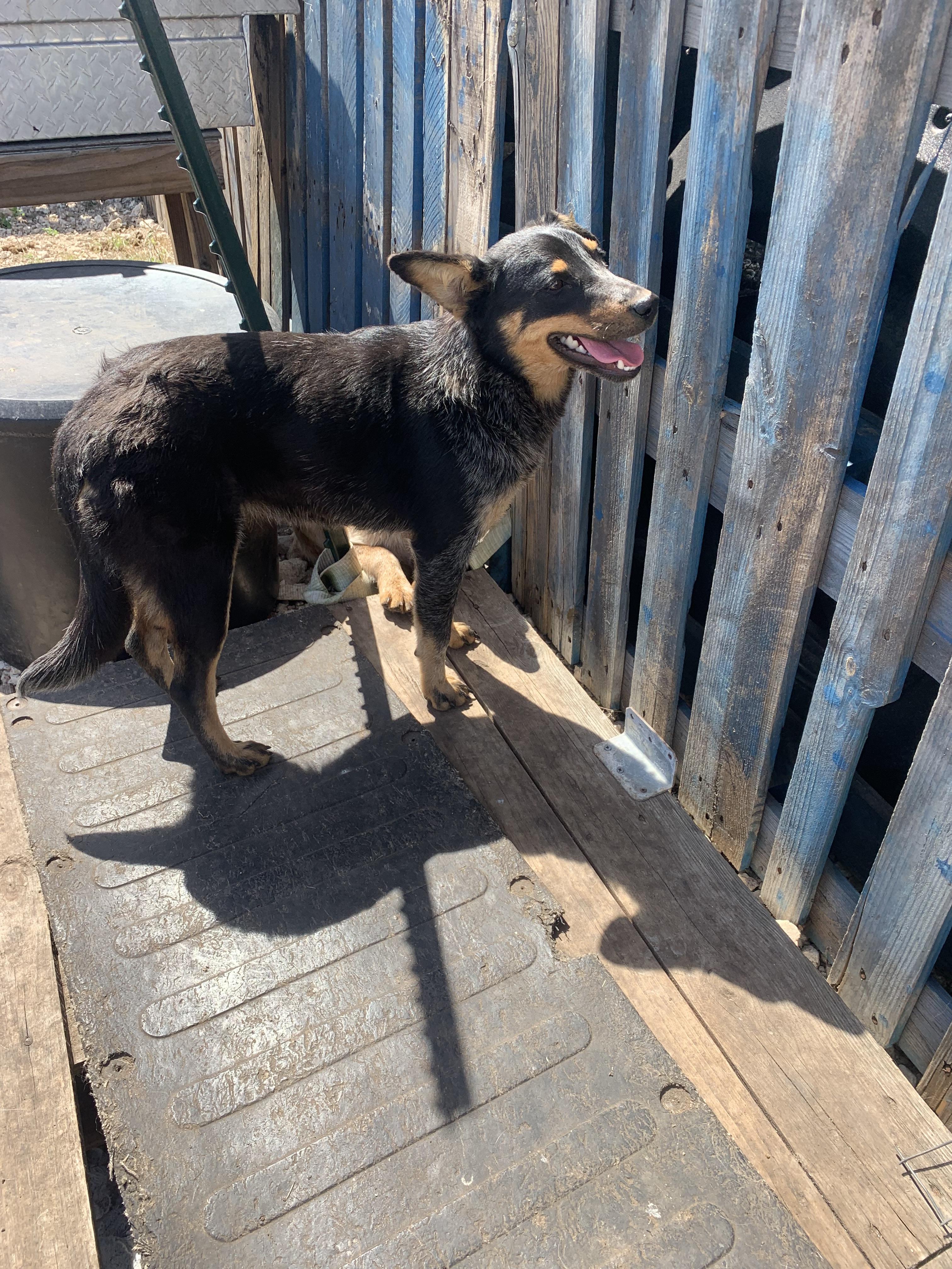 Shadow, a Adoptable Australian Cattle Dog / Blue Heeler in Beeville, TX image 5/5