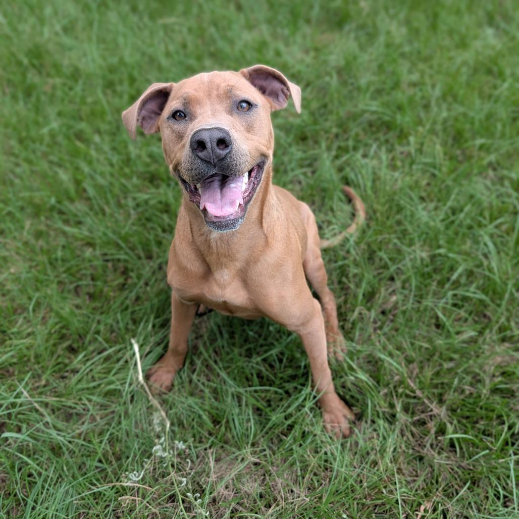 Hank, Adoptable, Young Male Chocolate Labrador Retriever & Mixed Breed.