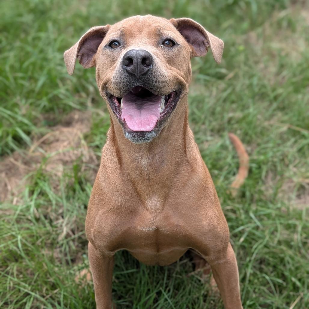 Enlarge Hank, a Adoptable mixed breed in Tylertown, MS image 2/2