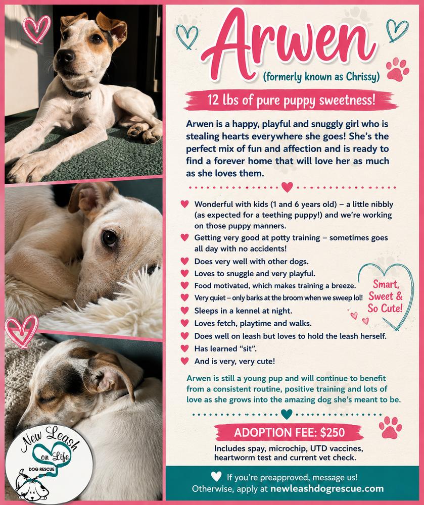 Arwen, Adoptable, Puppy Female Terrier.