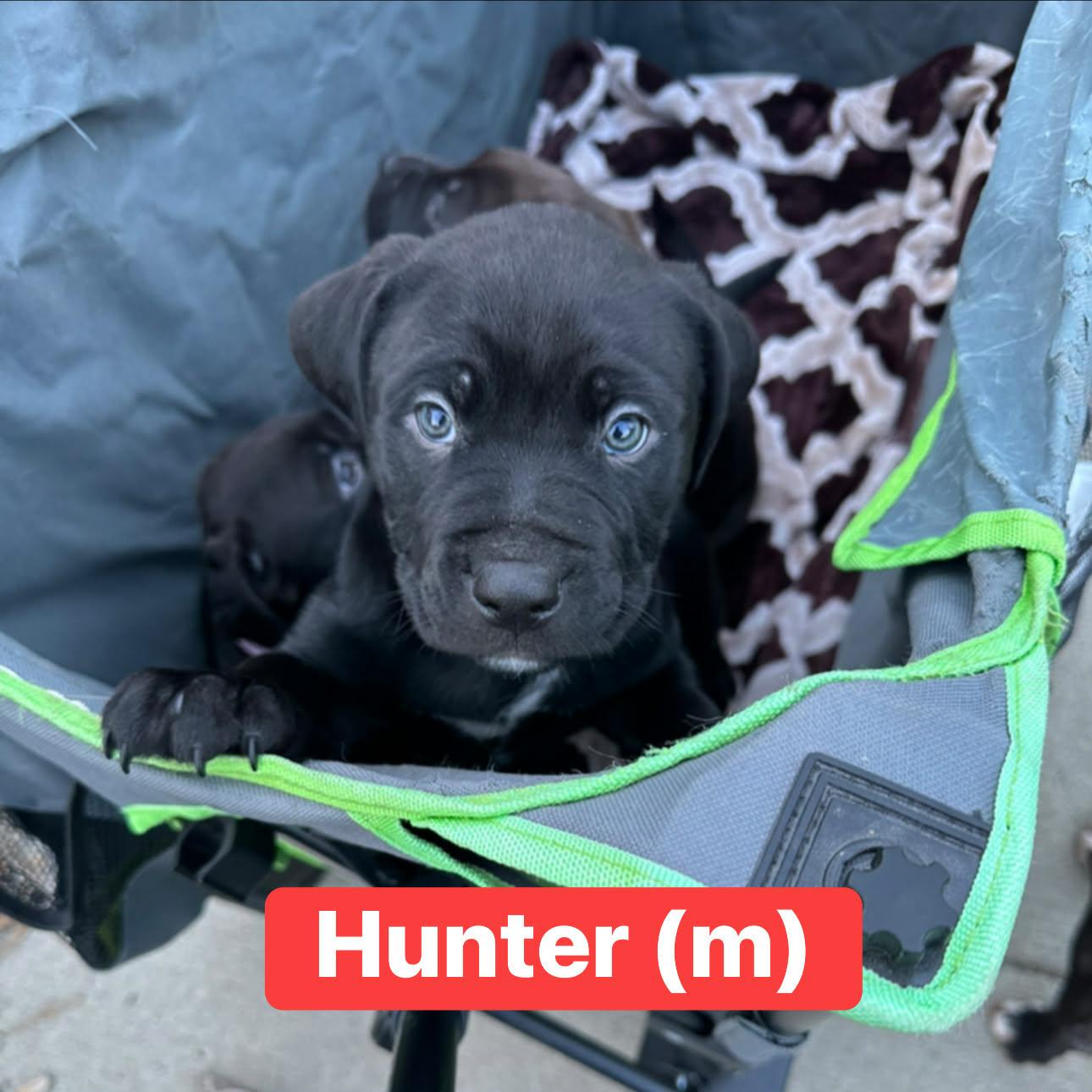 Enlarge Hunter, an adoptable mixed breed in Pleasant Ridge, MI image 1/1