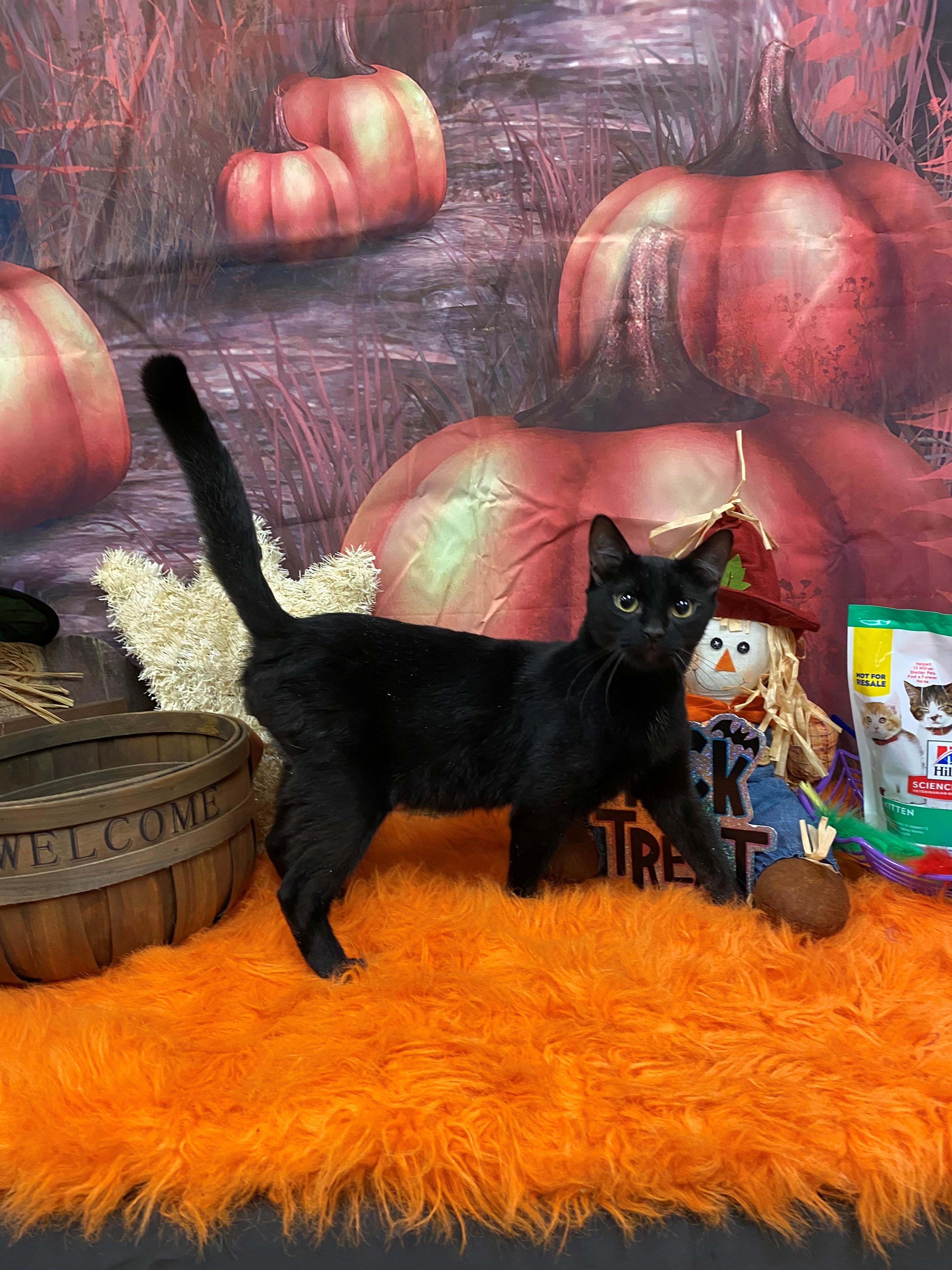 Enlarge Kenny 59406046, a Adoptable Domestic Short Hair in Harvey , LA image 1/1