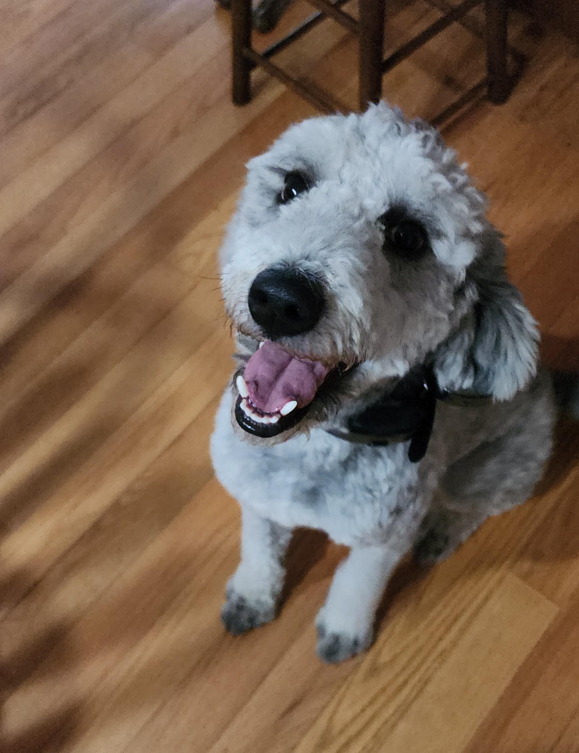 Enlarge Buster, a Adoptable mixed breed in Dubuque, IA image 2/5