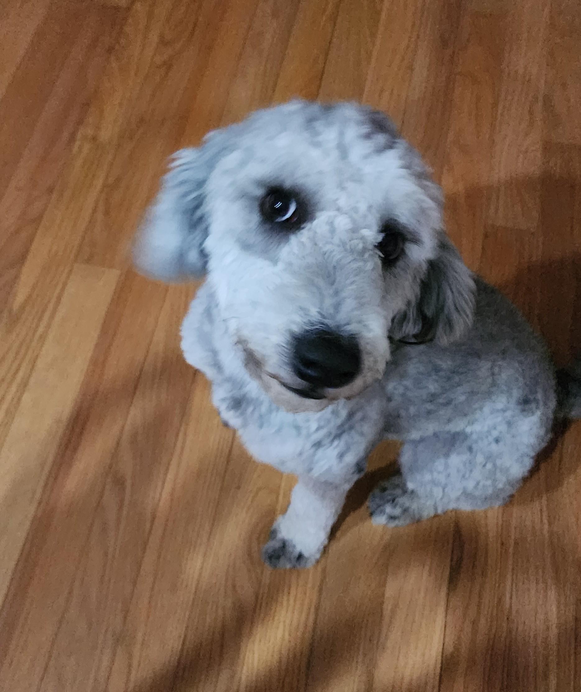 Buster, Adoptable, Adult Male Goldendoodle & Australian Cattle Dog / Blue Heeler.