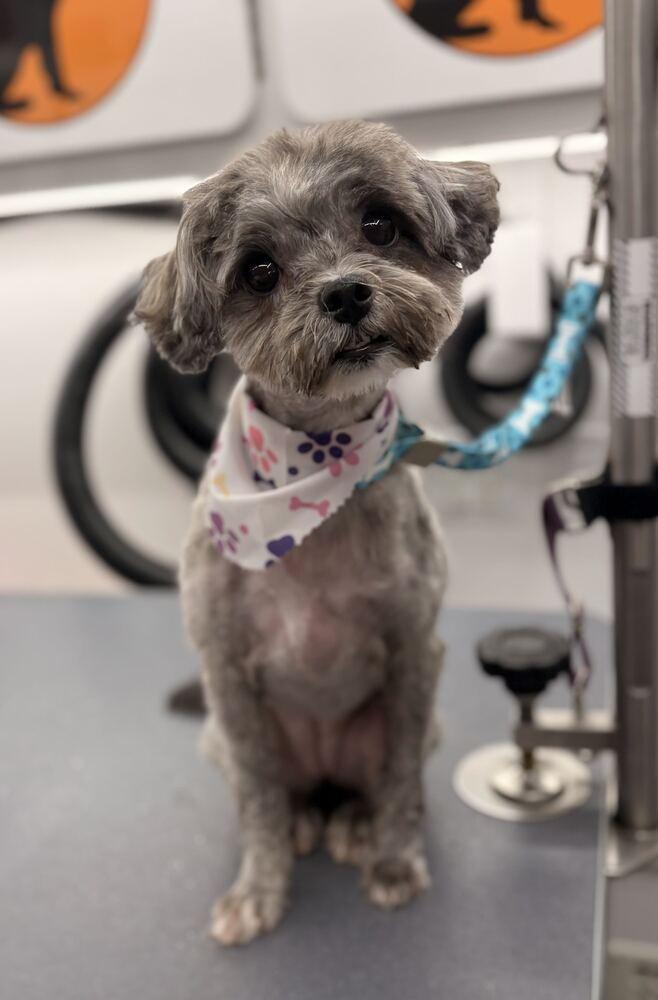Enlarge Coco, a Adopted mixed breed in Bowling Green, OH image 1/1